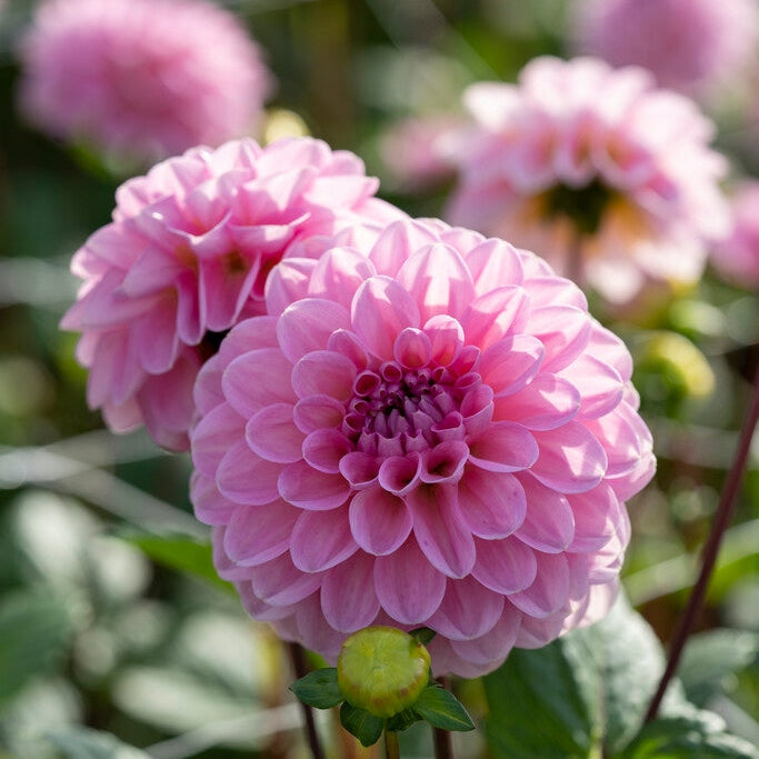 Dahlia Boll Veerle 1-pak NYHET